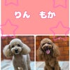 トリミング♡りんちゃん、もかちゃんの画像
