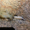 雨ング　エギングの画像