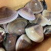 千葉県より大ぶりのハマグリ入荷しましたの画像