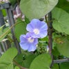 菊咲月、23日目の画像