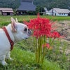シルバーウィーク最終日。②の画像
