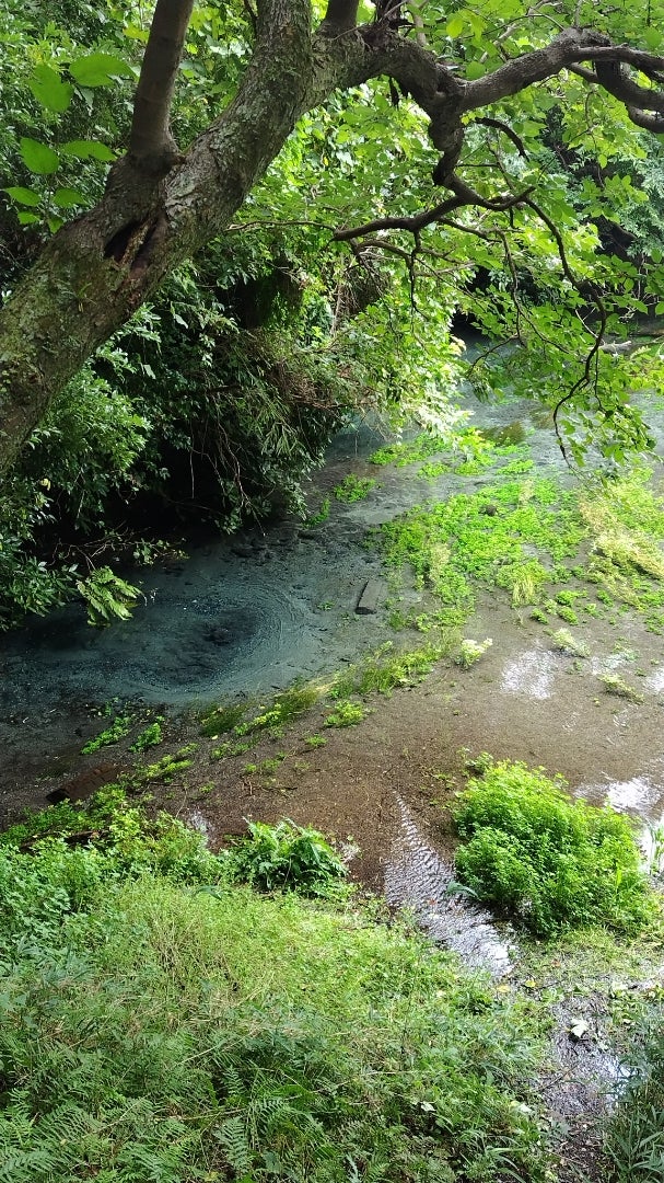 【婚活】5年越しの念願！熱海旅行で柿田川湧水群へ行ってきましたの記事画像