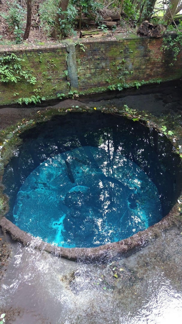 【婚活】5年越しの念願！熱海旅行で柿田川湧水群へ行ってきましたの記事画像