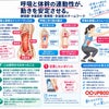 腹圧と体幹の協調。の画像