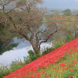 画像 彼岸花 の記事より 8つ目