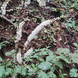 画像 長雨の晴れ間に、高尾山 の記事より 12つ目