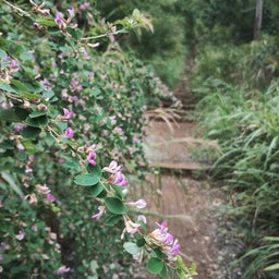 画像 長雨の晴れ間に、高尾山 の記事より 11つ目