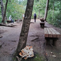 画像 長雨の晴れ間に、高尾山 の記事より 5つ目