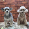 トリミング♡あずきちゃん、さくらちゃんの画像
