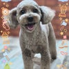 トリミング♡あずきちゃんの画像