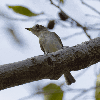 2026.9.25花の公園アカショウビンはeyeシャッター、コサメっちは電子シャッターの画像