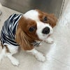”キャバリアレスキュー隊クランベリーちゃん”の画像