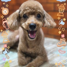 画像 トリミング♡コロくん の記事より 1つ目