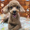 トリミング♡コロくんの画像