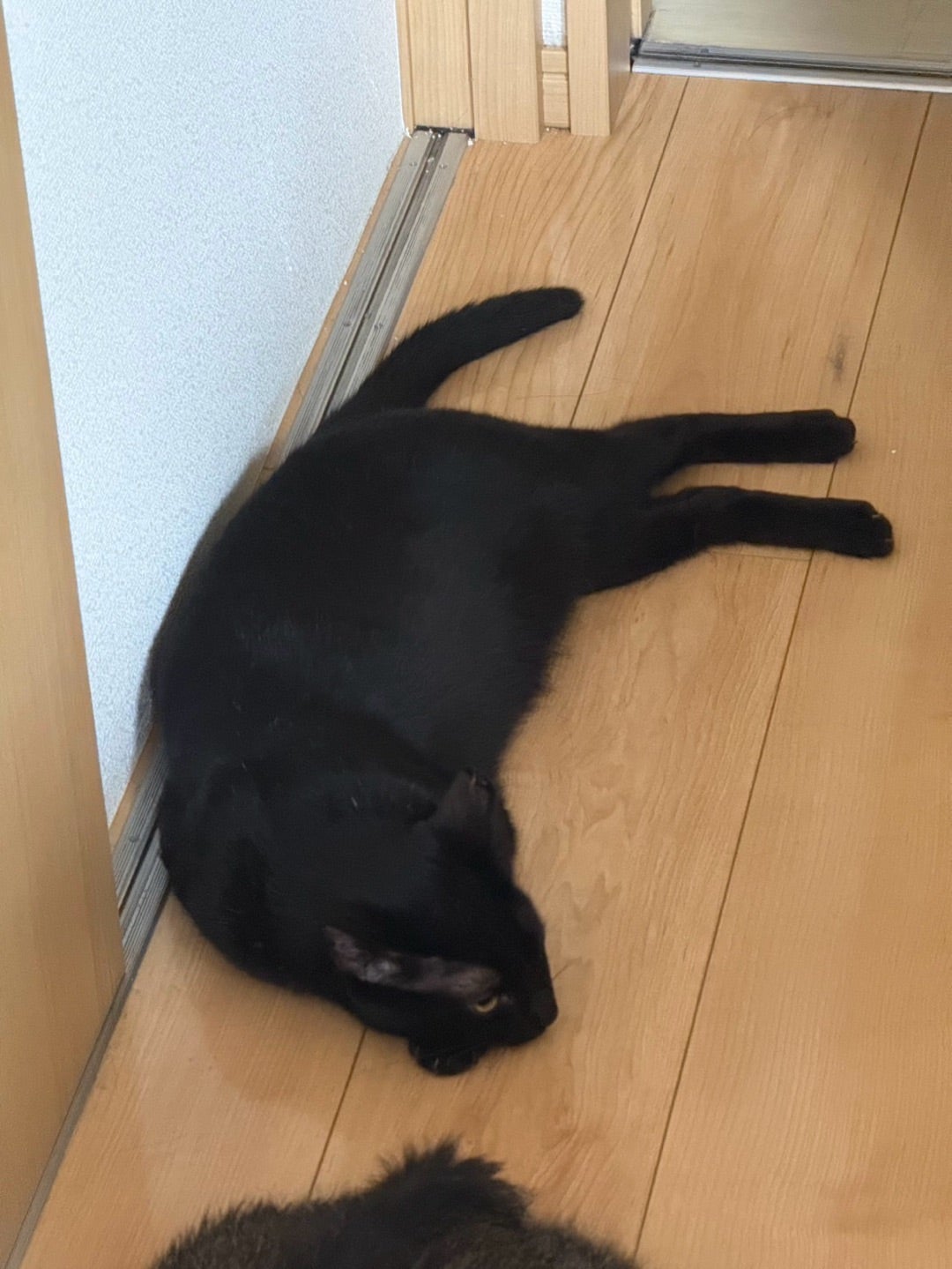 里親さま便り チョコちゃん | 【公式】ねこうらら 千葉県市川市
