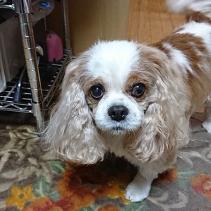 今日はキャンディの2回目の命日でしたの画像