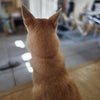 アリの執着のお話の画像