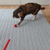 今日の猫達。の画像