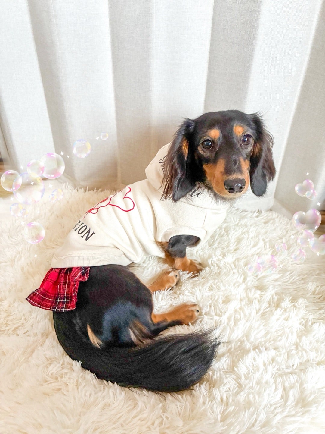 犬服作って貰ったよ〜₍₍ ( ๑॔˃̶◡ ˂̶๑॓)◞♡ | リュウ＆リントと