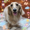 トリミング♡むさしくんの画像