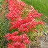 身近な植物の画像