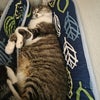 ９月も終わりですね(((^^;)の画像