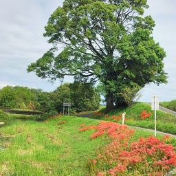 画像 彼岸花の名所　津屋川堤防へ の記事より 1つ目