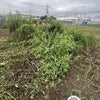 今日も草刈り　　10月2日の画像