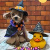 トリミング♡ココアちゃんの画像