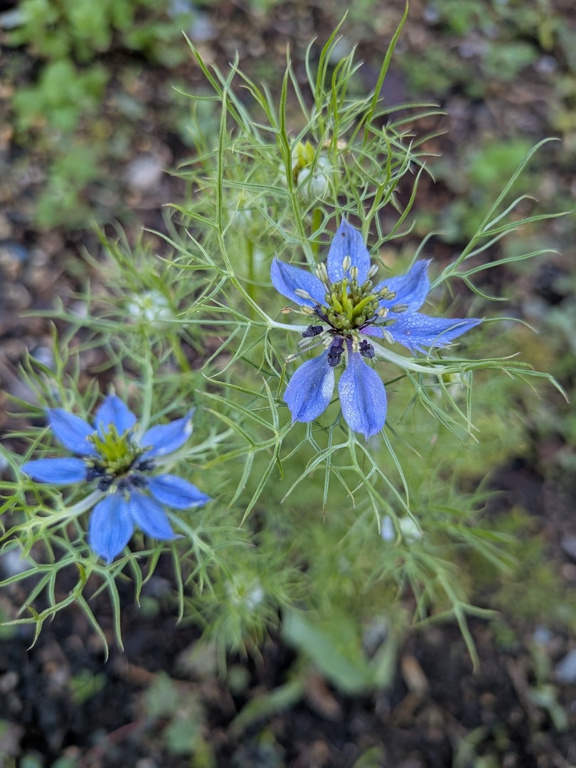 秋の庭の花と今咲くニゲラ | Yogaとお花とナチュラルライフ