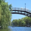 潮来紀行 二日目 水郷潮来あやめ園の藤棚の画像