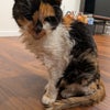 6歳猫　慢性腎不全闘病中33の画像