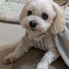 めめ子トリミングでした❤️の画像
