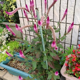 画像 夏と冬の間 の記事より 4つ目