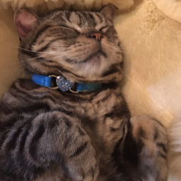 画像 保護猫レイの3回目の命日 の記事より 10つ目