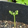 ワラビ発芽の画像
