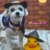 トリミング♡ぷにくんの画像