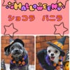 トリミング♡ショコラちゃん、バニラちゃんの画像