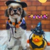 トリミング♡モナちゃんの画像