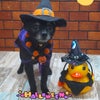 トリミング♡ココちゃんの画像