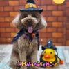 トリミング♡ルークくんの画像