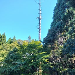 画像 京都✳今熊野観音寺〜雲龍院 の記事より 17つ目