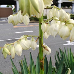 画像 動画撮りの悩み の記事より 10つ目