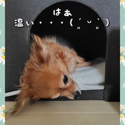 画像 そんな季節です。 の記事より 6つ目