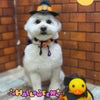 トリミング♡きなこちゃんの画像