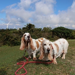 画像 犬の洗濯 の記事より 9つ目