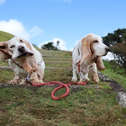 画像 犬の洗濯 の記事より 13つ目