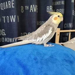 画像 【オカメインコ】待ちに待った、風ちゃんの通院日 の記事より 1つ目