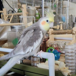 画像 【オカメインコ】待ちに待った、風ちゃんの通院日 の記事より 3つ目