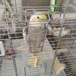 画像 【オカメインコ】待ちに待った、風ちゃんの通院日 の記事より 5つ目